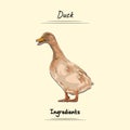 Illustration sketch and vector style of duck. Good to use for restaurant menu, Food recipe book, and food ingredients content.